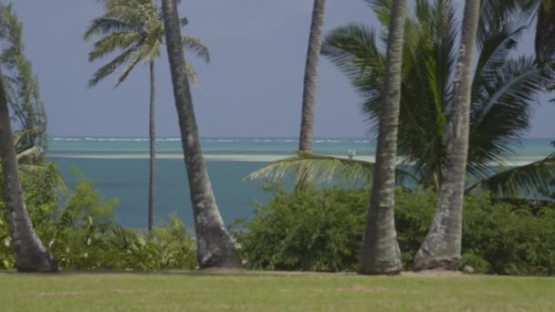 Tiro Panorâmico Coqueiros Coconut Island Kaneohe Bay Havaí Balançando Suavemente — Vídeo de Stock