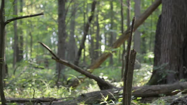 森の床に倒木の閉鎖 12秒でわずかにラックフォーカス — ストック動画