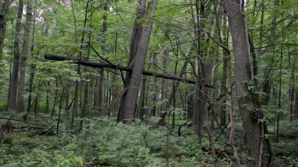 Широкий Выстрел Зеленого Леса Падением Древесного Образования — стоковое видео