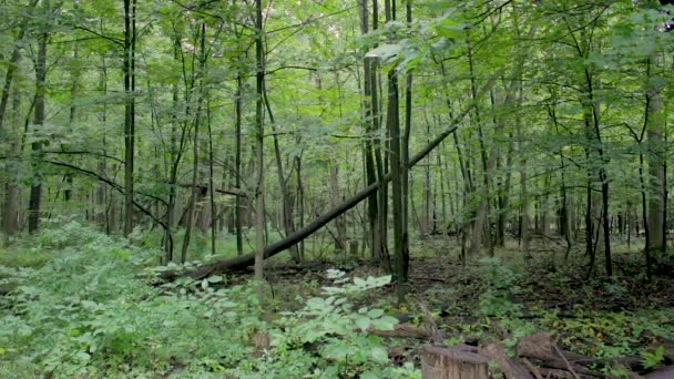 Largo Tiro Grande Árvore Caída Floresta Verde Grossa — Vídeo de Stock