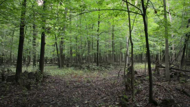 Szerokie Ujęcie Otwartej Polany Gęstym Zielonym Lesie — Wideo stockowe