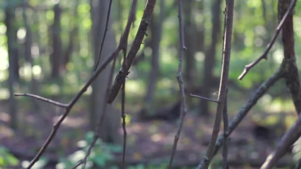 森の中の低い枝を閉じて 12秒で背景に焦点を当てる — ストック動画