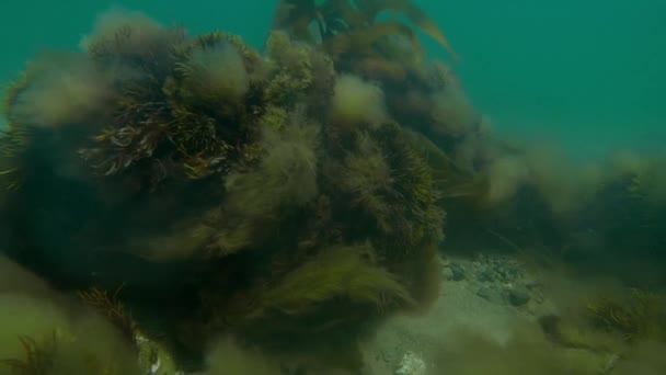 海底の海藻は海面が水中で膨張するにつれて前後に移動します — ストック動画