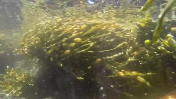 Faszinierende Algen Bewegung — Stockvideo