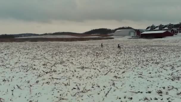 Κηφήνας Κυνηγά Δύο Λευκά Ελάφια Ουρά Χιονισμένο Πεδίο Στην Αγροτική — Αρχείο Βίντεο