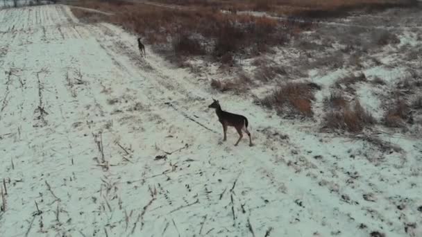 Imagens Drones Aéreos Com Movimento Para Frente Movendo Dois Veados — Vídeo de Stock