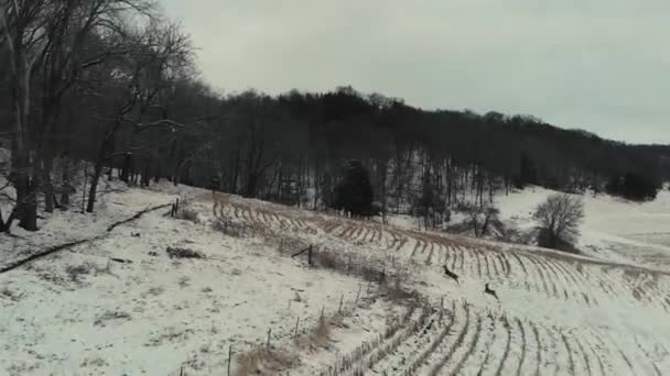 Large Group White Tailed Deer Disperse Snowy Barren Field Recorded — Stock Video