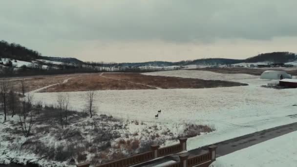 Drohnenaufnahmen Mit Vorwärtsbewegung Auf Zwei Weißschwanzhirschen Einem Schneebedeckten Kargen Feld — Stockvideo