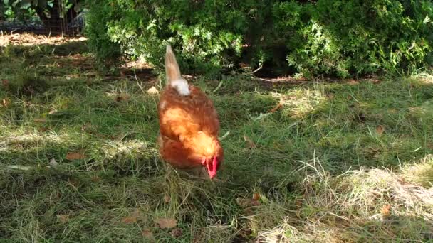 Chicken Scratching Food Grass — Stock Video