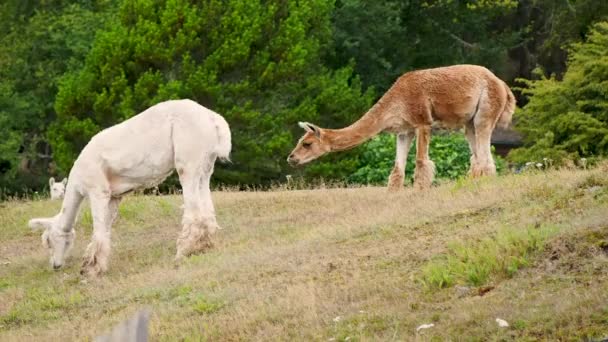 Llama Alimentando Grama — Vídeo de Stock