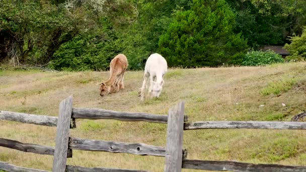 Llama Alimentándose Hierba Mirando Cámara — Vídeos de Stock