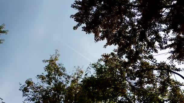 Des Arbres Balancent Avec Vent Avion Passe Haut — Video