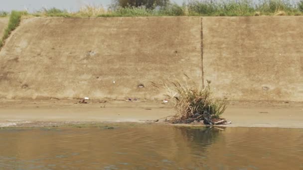 在暴雨水渠的水边的小草丛在框架的右边 — 图库视频影像