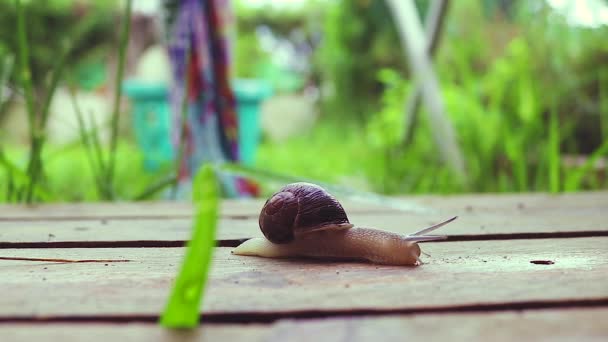 Common Snail Crawling Wooden Pallet September Morning Rain Spain Backyard — Stock Video
