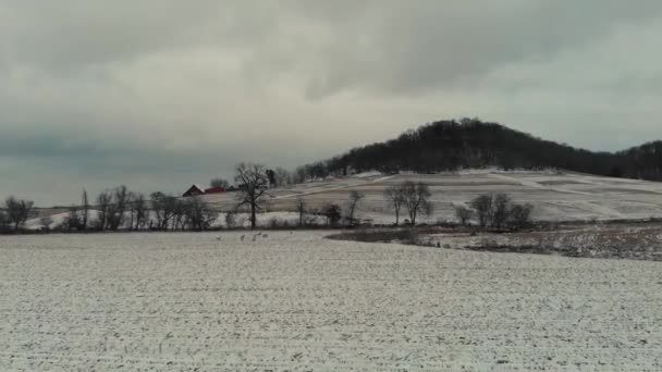 白い尾の鹿の大規模なグループは 雪の不毛のフィールドに分散し 上空から空中ドローンの映像によって記録された30フレーム — ストック動画