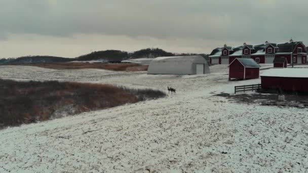 Aerial Drone Footage Forward Motion Moving Two White Tailed Deer — Stock Video