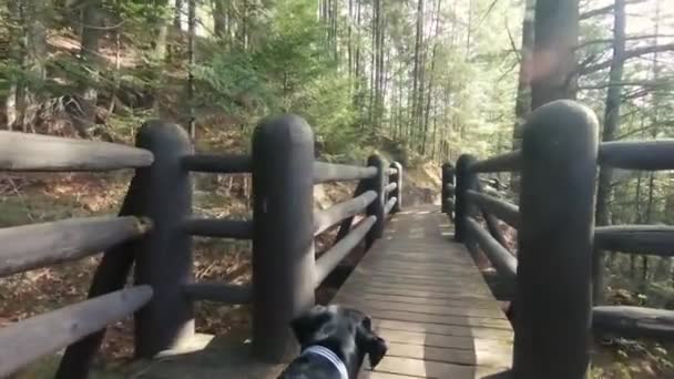 Yürüyüş Parkurunda Yürürken Köpeklerin Bakış Açısını Yakından Çek — Stok video