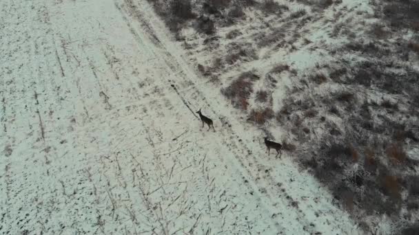 Nagranie Lotu Ptaka Poruszającego Się Dwóch Jeleniach Śnieżnym Jałowym Polu — Wideo stockowe