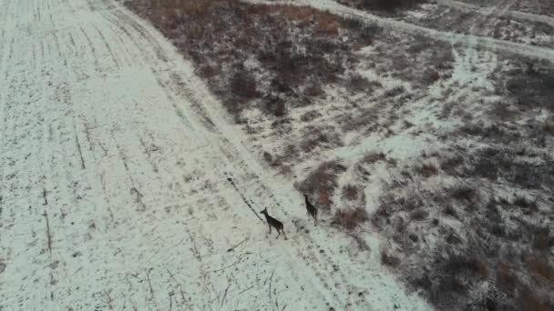 Αεροπλάνο Drone Κίνηση Προς Εμπρός Κινείται Δύο Λευκά Ελάφια Ουρά — Αρχείο Βίντεο