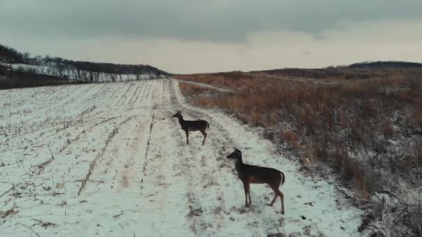 Nagranie Lotu Ptaka Poruszającego Się Dwóch Jeleniach Śnieżnym Jałowym Polu — Wideo stockowe