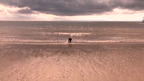 Štěně Čokoláda Labrador Hrát Pláži — Stock video
