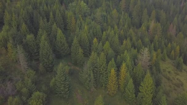 Vista Aérea Moviéndose Lentamente Sobre Bosque Amarillo Verde Norte Europa — Vídeos de Stock