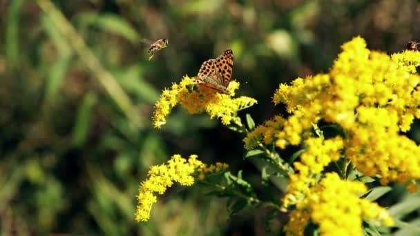 Mariposa Sentada Flor Filmada Junto Río — Vídeos de Stock