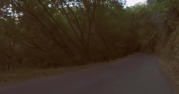 Road Trip Forest Big Sur Car Glides Eerie Tree Mountainside — Stock Video