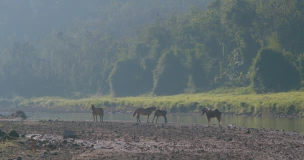 Caballos Cerca Río Puerto Rico — Vídeos de Stock