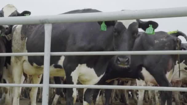 Een Kudde Koeien Staat Een Hok Wachten Gemolken Worden — Stockvideo