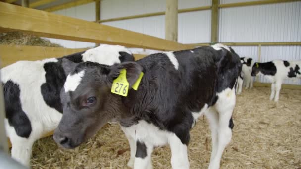 Veau Curieux Vient Inspecter Caméra — Video