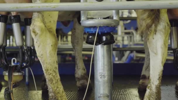 Les Mamelles Des Vaches Tournent Devant Caméra Sur Une Machine — Video