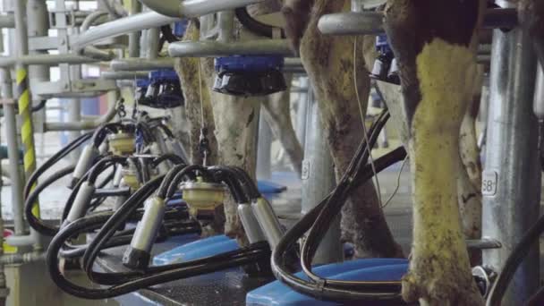 Trabajador Fija Una Manguera Una Ubre Vaca Para Ordeñar — Vídeo de stock