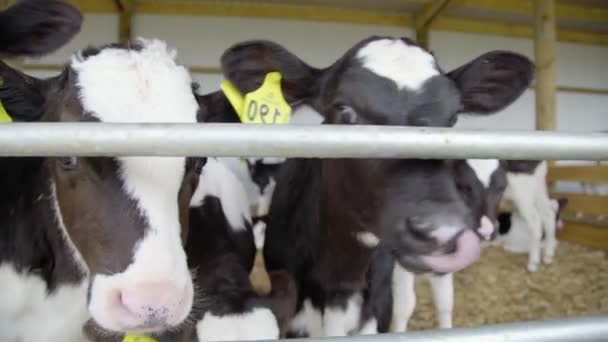Group Curious Calves Inspect Camera — Stock Video