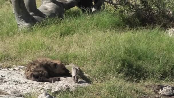 Close Van Een Eenzame Baby Hyena Etosha Nationaal Park Namibia — Stockvideo