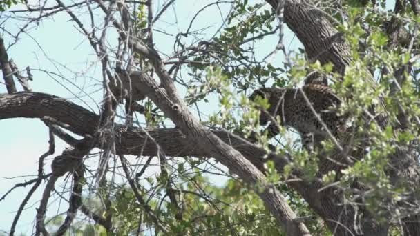 Carino Cucciolo Leopardo Sta Scendendo Albero Etosha Parco Nazionale Namibia — Video Stock