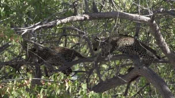 Dvě Mláďata Leopardů Opičí Stromě Namibii Národního Parku Etosha — Stock video