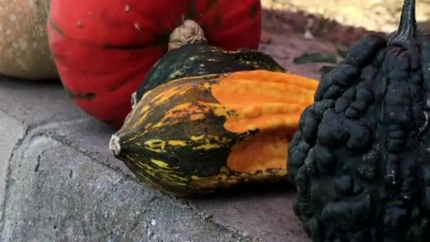 Cadılar Bayramı Için Farklı Türde Balkabaklarının Kayan Görüntülerini Kapat Sahte — Stok video
