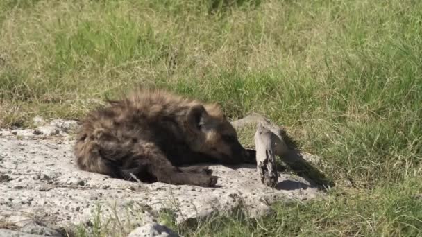 Primer Plano Una Hiena Peligrosa Mordisqueando Alrededor Alguna Rama Parque — Vídeos de Stock