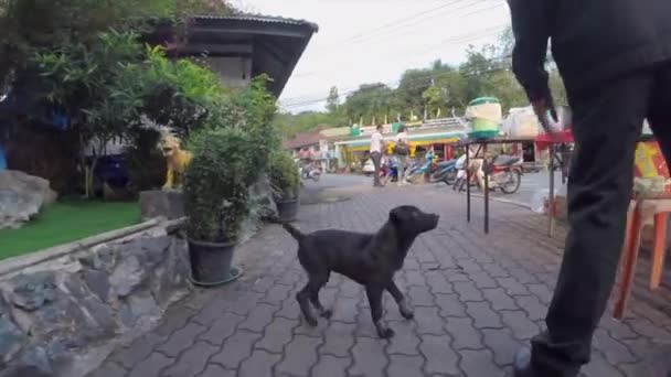 Puppy Anxiously Awaits Treat — Stock Video