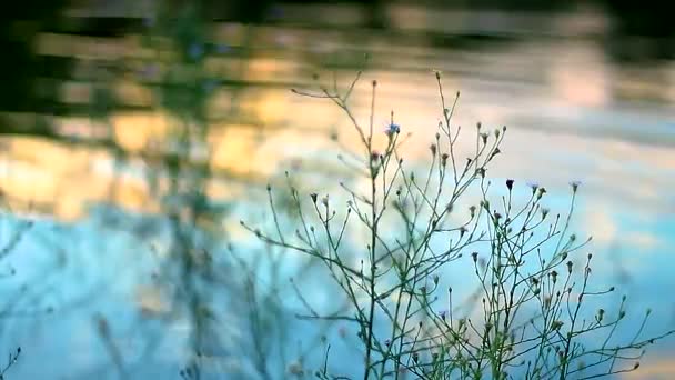 Kleine Planten Uit Focus Water — Stockvideo