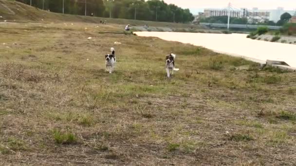 강변에 강아지들 — 비디오
