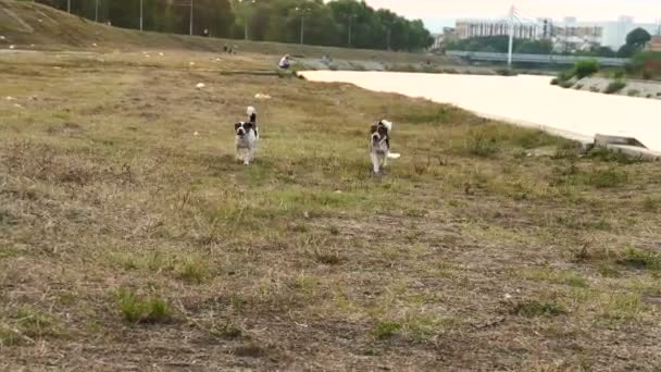 Cachorros Costa Del Río — Vídeo de stock