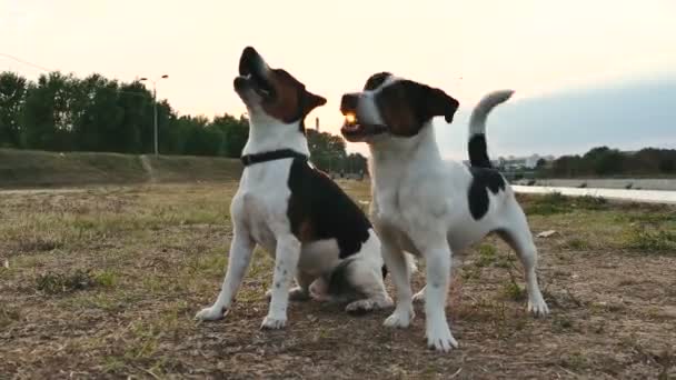 Jack Russell Terrier Pantai Sungai — Stok Video