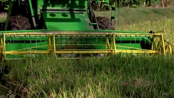 Уборка Рисовых Культур Сельскохозяйственных Угодьях Тамилнаду Индия — стоковое видео