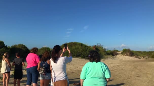 Video Tourists Observing Wild Horse Outer Banks North Carolina Usa — стоковое видео