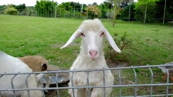 Freundliche Ziegen Werden Streichelzoo Gefüttert Während Hintergrund Schafe Und Enten — Stockvideo