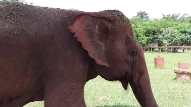 Nagy Elefánt Elsétál Kamera Előtt — Stock videók