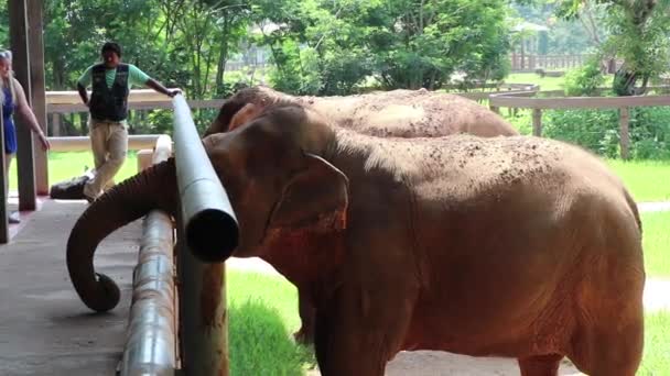 Dva Sloni Doufají Dostanou Svačinu Turistů — Stock video