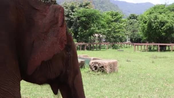 Velký Slon Projde Kolem Kamery Zpomaleným Pohybem — Stock video